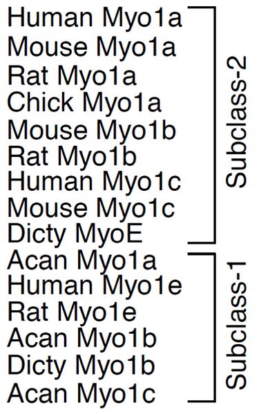 File:Myosin1subclasses.jpg
