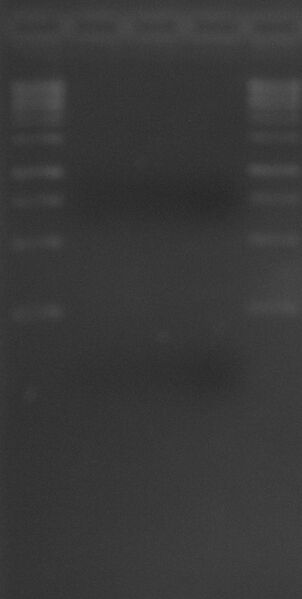 File:Pure PCR product 1Jun2010.JPG