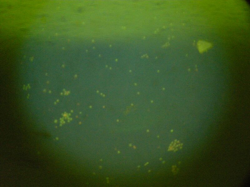 File:TR Blue Viability B.JPG