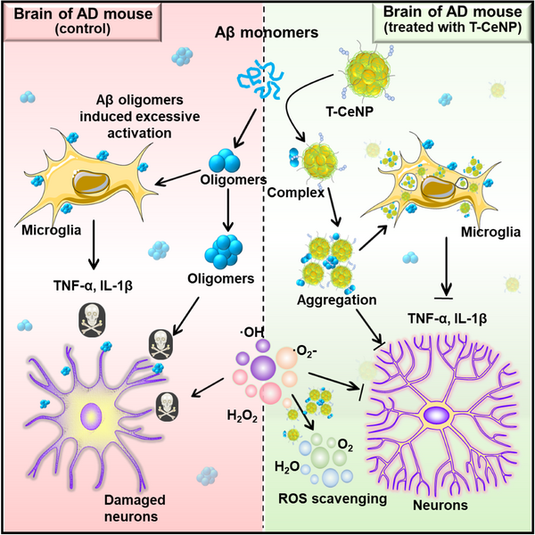 File:Xu lab TN-CeNP AD.png