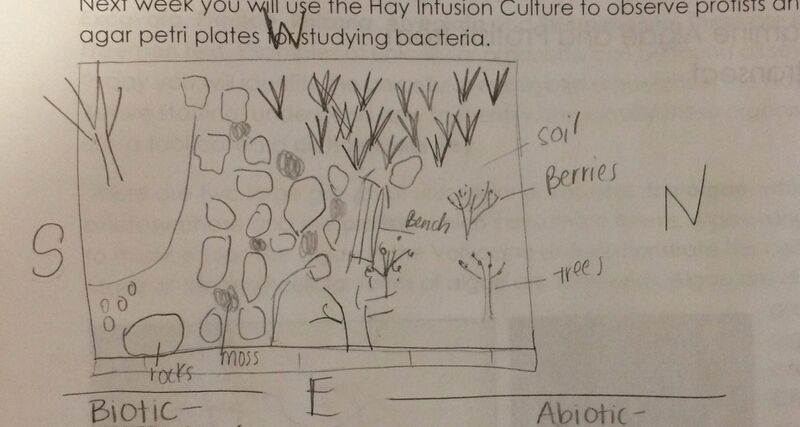 File:Aerial view of transect.jpg