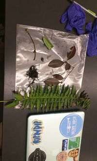 photo of five biotic samples