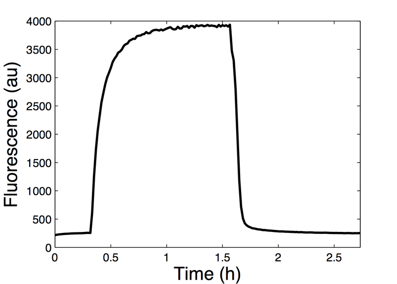 File:D1R1 RNaseH v2.png