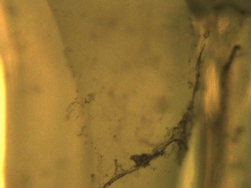 File:H2O myo 10x2.jpg