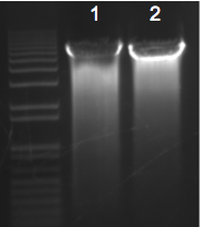 File:KAH 011810 gel1.tif