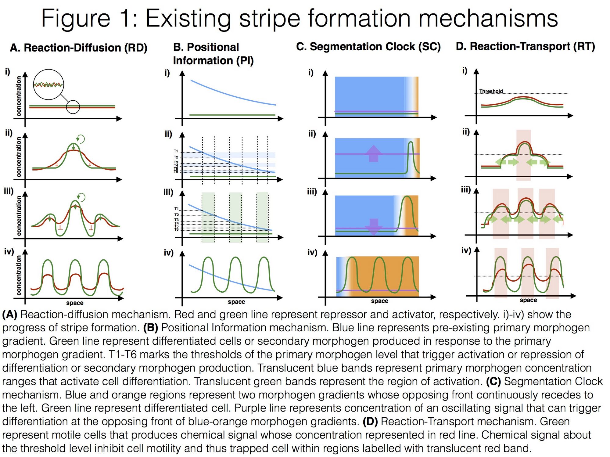 Stripe Formation Patterns - OpenWetWare